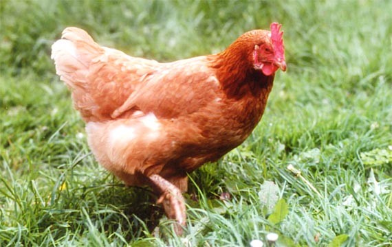 http://loeuf-ou-la-poule.l.o.pic.centerblog.net/5ebd3955.jpg